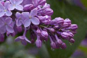 lilacs 6768