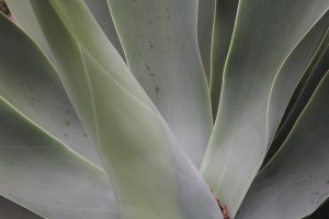 Balboa Park agave 1974  