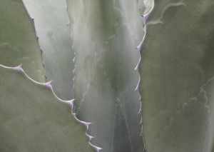 Balboa Park agave 1985  