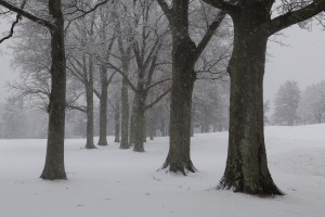 Belmont snow trees 1473