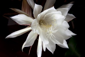 Cereus 1107  