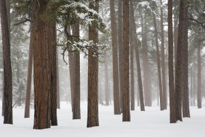 Grand Canyon forest in snow 3280  