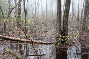 Habitat vernal pool new growth 5258                                    