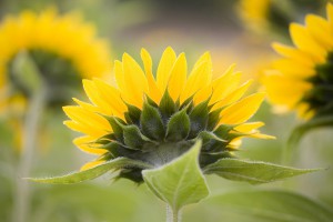 Sunflowers MG 7385  