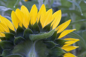 Sunflowers MG 7511  