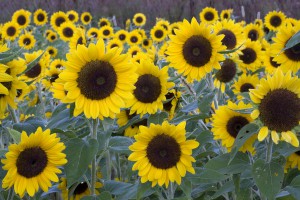 Sunflowers MG 7538  