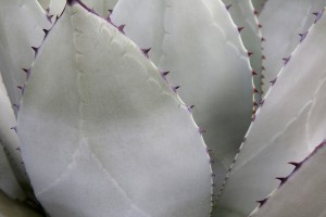 agave 9136  