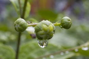 bud with water drop 6870