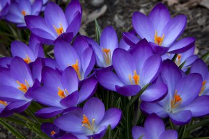 crocus 9464  