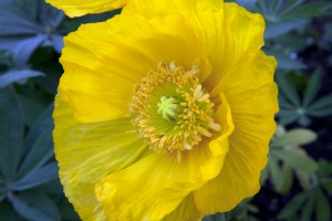 poppy 6696  