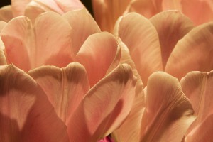 tulips 0274  